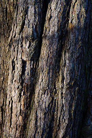 Shadows in the Bark_955