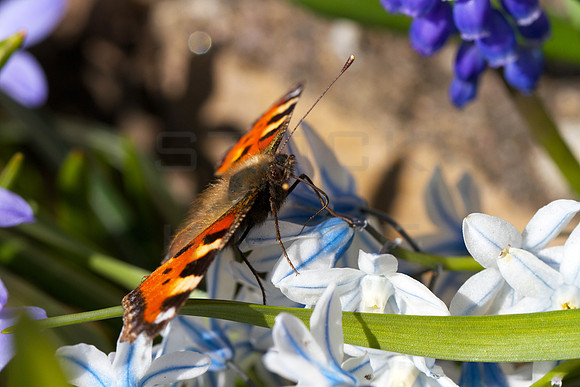Small Tortoiseshell Butterfly on White Stars_5261