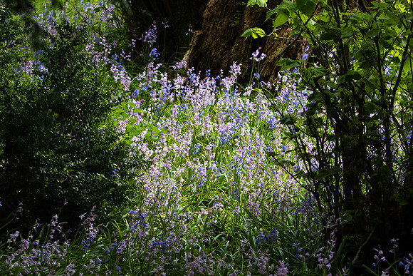 May Bluebells in Wood_4175