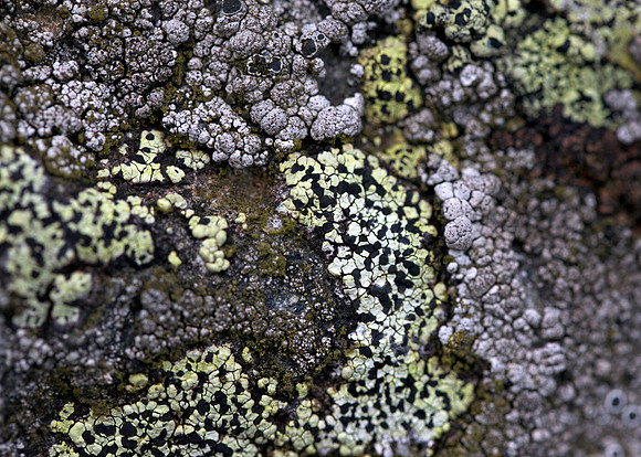 Stone Wall Growth_8286