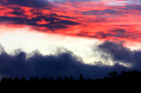 Fire above the Trees