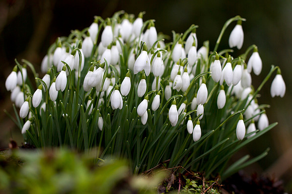Snowdrop Population_9305
