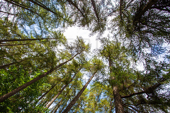 Pine Forest Canopy_4685_5D
