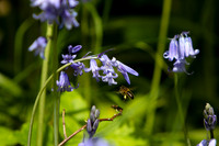 Bluebell and Honeybee_4110-spring-2023_90D