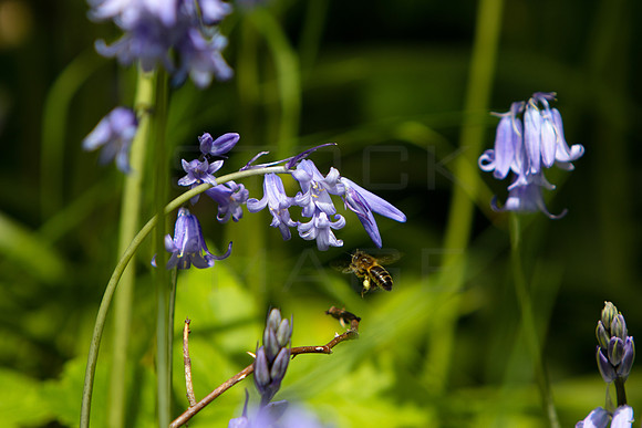 Bluebell and Honeybee_4110-spring-2023_90D