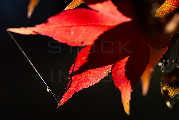 20261022-_MG_6034-90D
