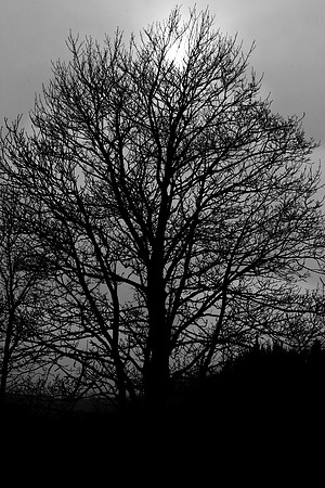 Headlight_9262