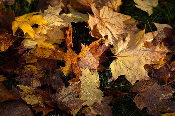 20261022-_MG_6041-90D