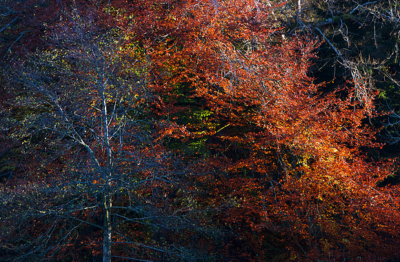 Copper Slash_8626