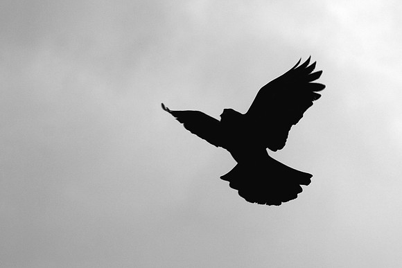 Black Angel_9033