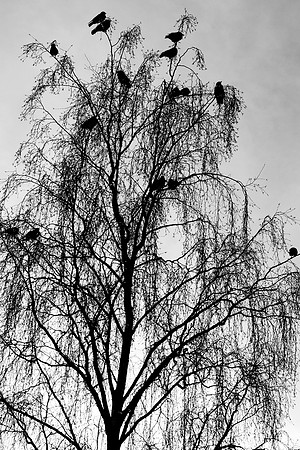 The Birds are Waiting_0432