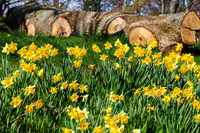 Spring Daffodils_9809