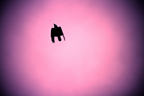 Solar Rising_8892