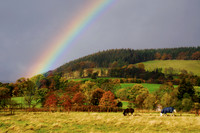 Horses in Rainbow Field_2211