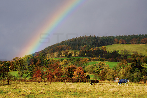 Horses in Rainbow Field_2211