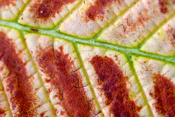 Leaf Decay_7072