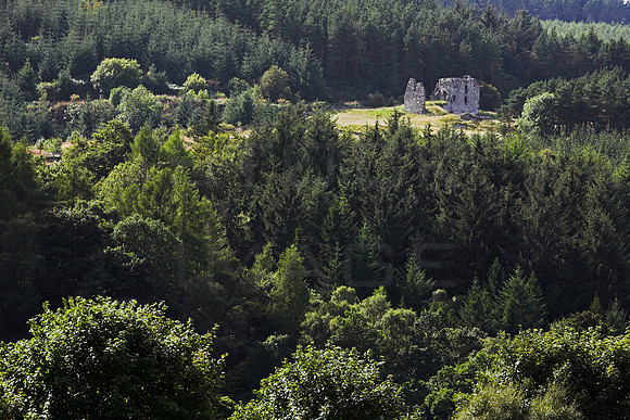 Elibank Castle (ruin)-4780