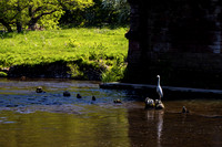 Heron Standing on Old Foundations_4518-spring_90D