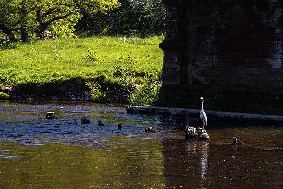 Heron Standing on Old Foundations_4518-spring_90D