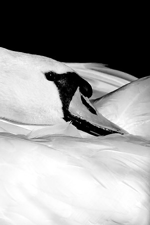 Black Swan_0175