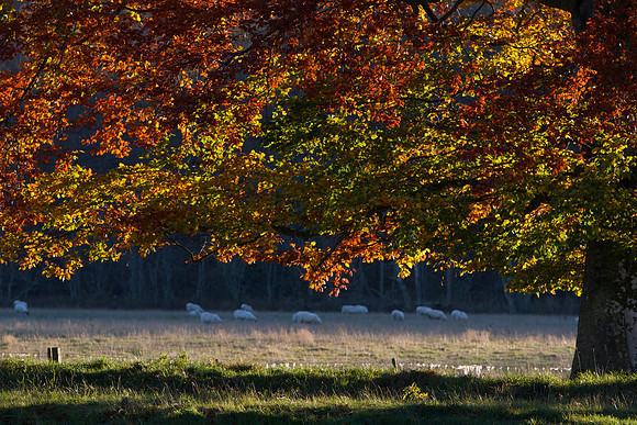 Grazing under Gold_8621