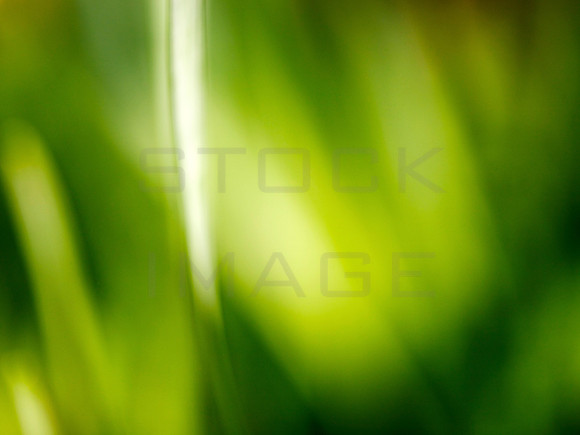 Spring Blades_9302_z