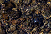 Snakeskin Water_4455_90D