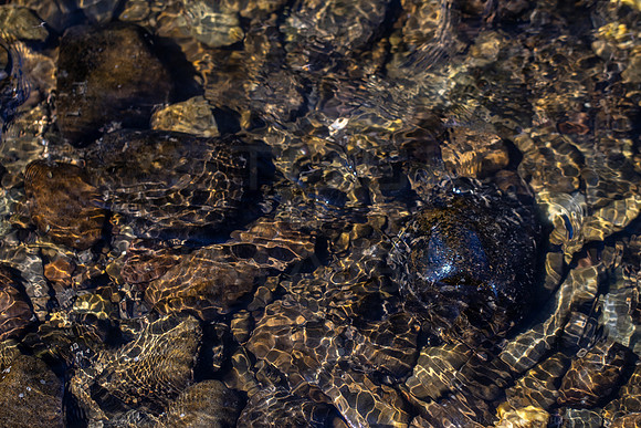 Snakeskin Water_4455_90D