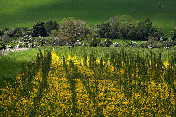 Buttercups and Mayflowers_5683