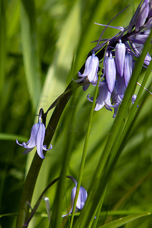 Bluebells in the Grass_4107-spring-2023_90D
