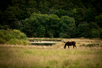 Horse in Field_5528- local