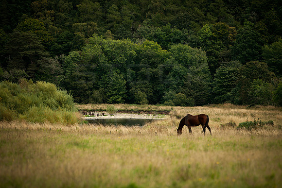 Horse in Field_5528- local