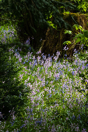 May Bluebells in Wood_4173