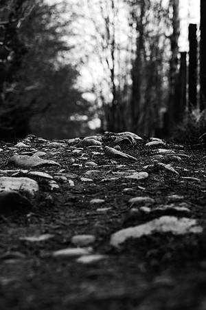 The Stony Path_9279