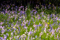 Bluebells amongst the Grass_4196