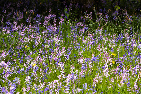 Bluebells amongst the Grass_4196