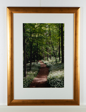 Woodland Walk