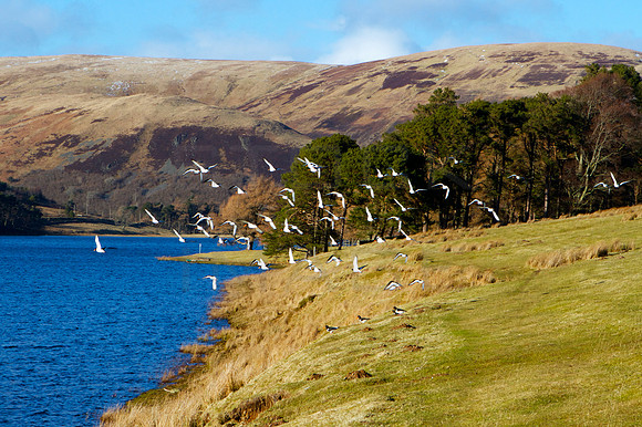 Flight of the Oyster Catchers_4409