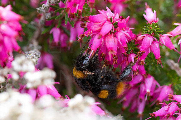 Polinating Bee_5245