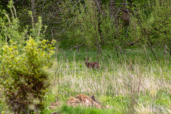 Roe Deer at Traquair_4237