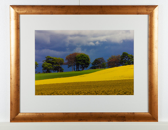 Yellow Fields