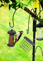 Woodpecker on Feeder_4627_5D