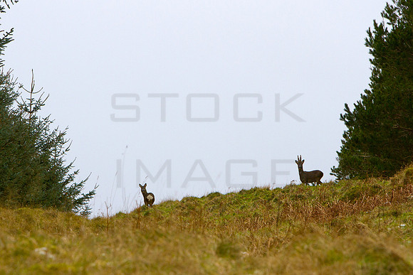 deer-9011