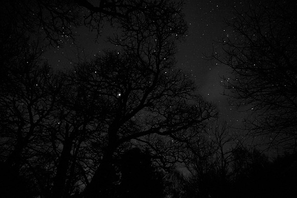 Jupiter through Trees_b-w_0017