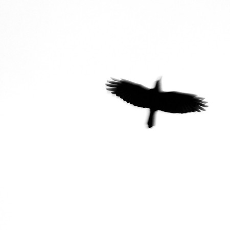 Spread Your Wings_8365