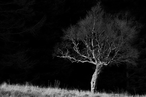 Tree Fright_9034