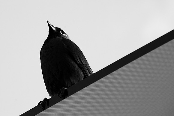 Beady-Eyed_6246