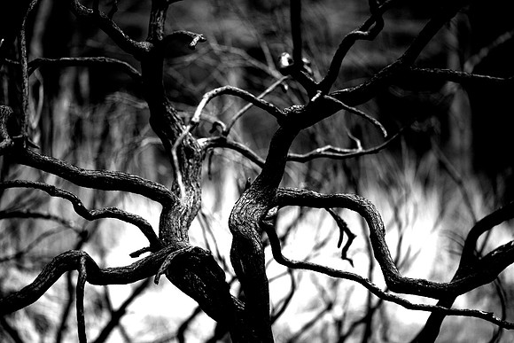 Black Charred_9272