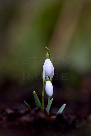 Delicate Beginnings_9299