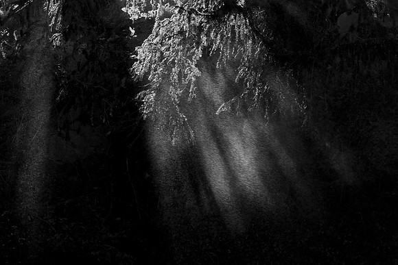 Light Shafts_3416